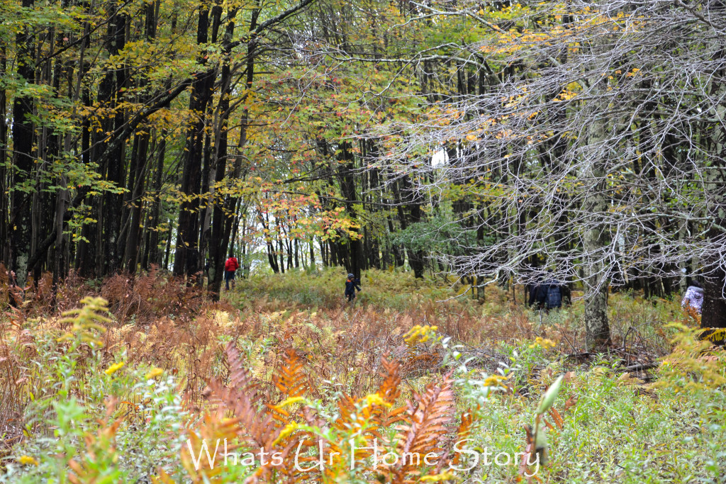 Fall Color in Canaan Valley, West Virginia