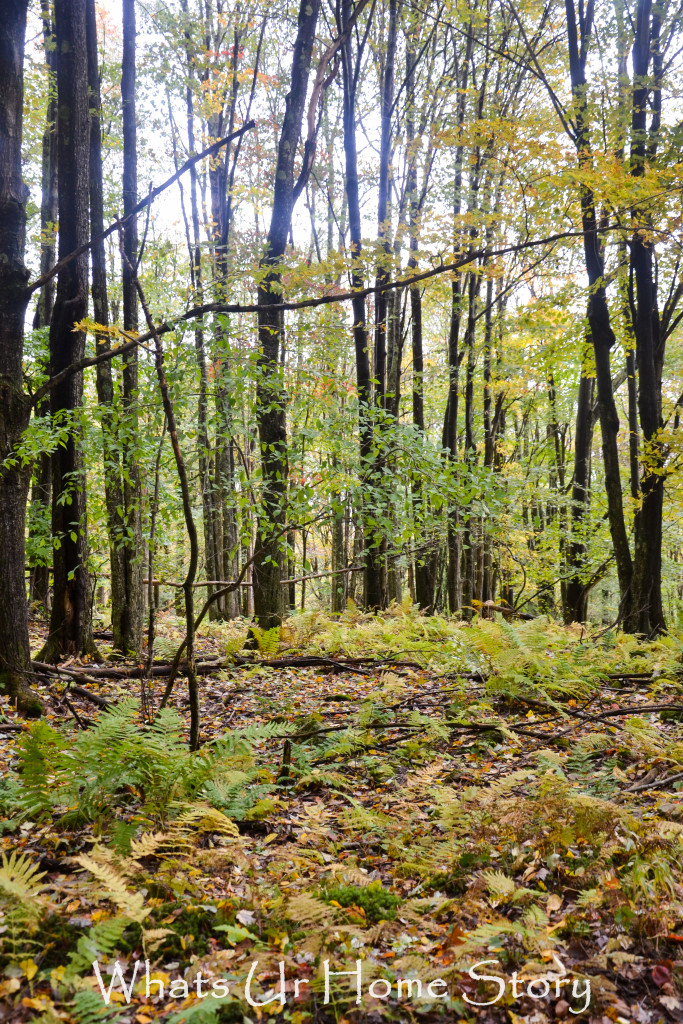 Fall Color in Canaan Valley, West Virginia