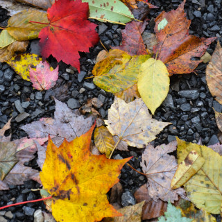 Fall color in Canaan Valley