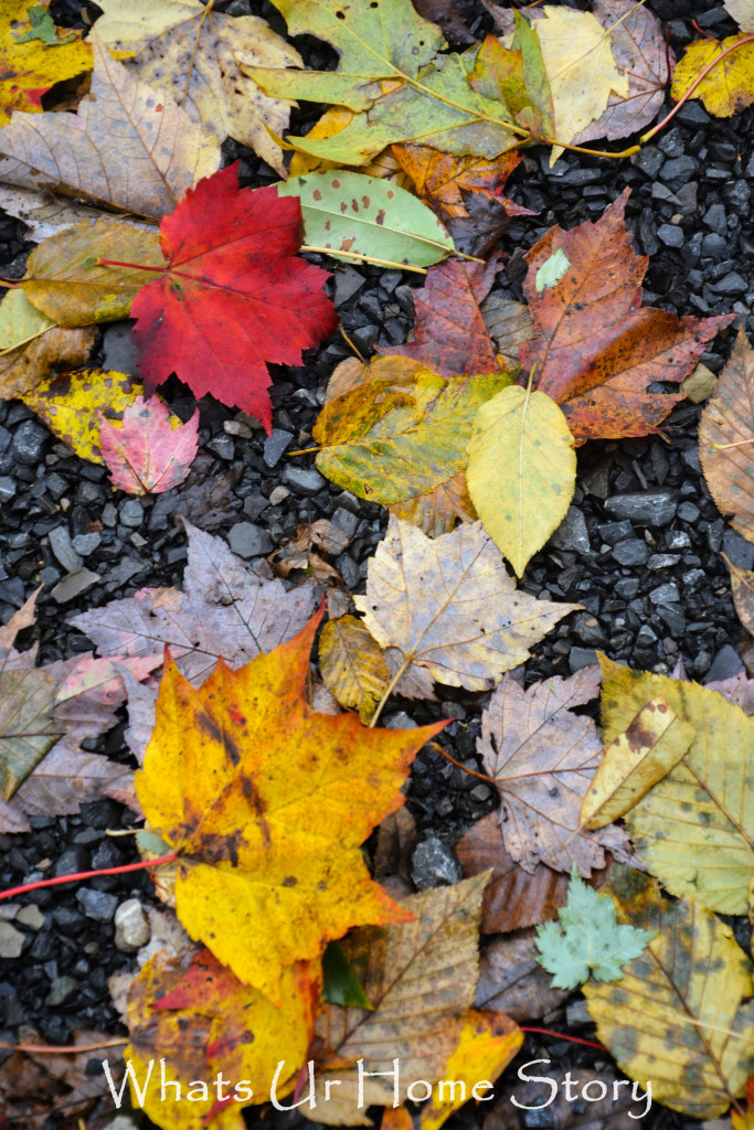 Fall Color in Canaan Valley, West Virginia