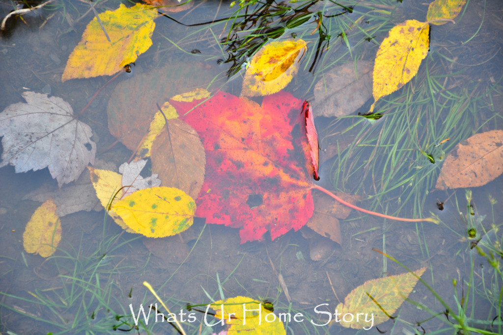 Fall Color in Canaan Valley, West Virginia