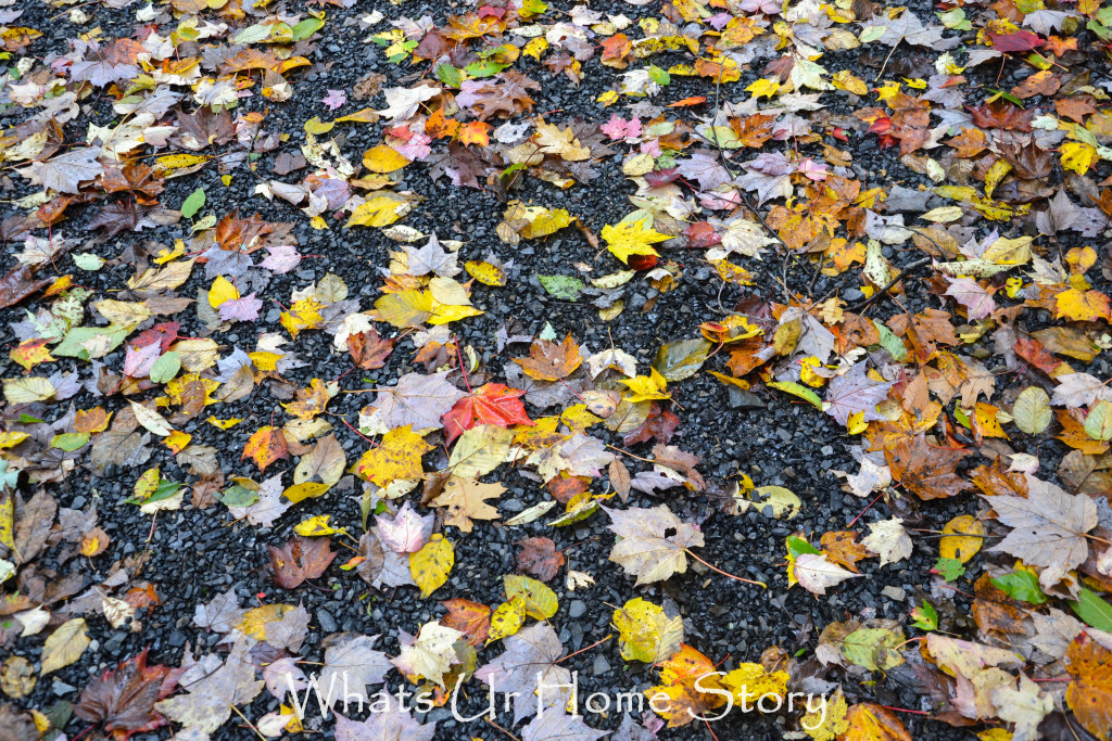 Fall Color in Canaan Valley, West Virginia