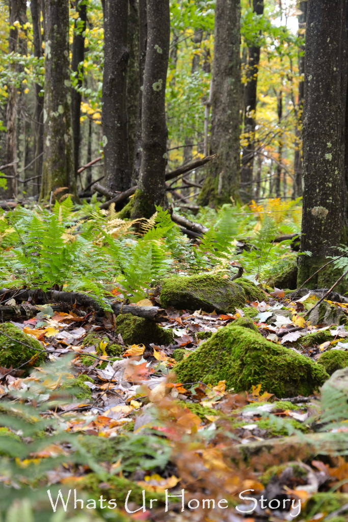 Fall Color in Canaan Valley, West Virginia