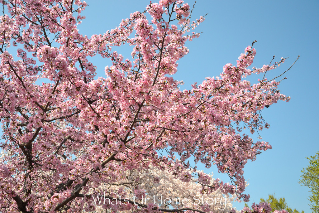 Cherry Blossom Festival 2016