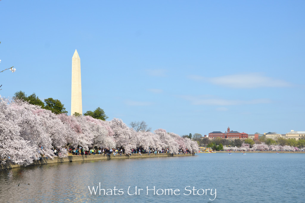 Cherry Blossom Festival 2016
