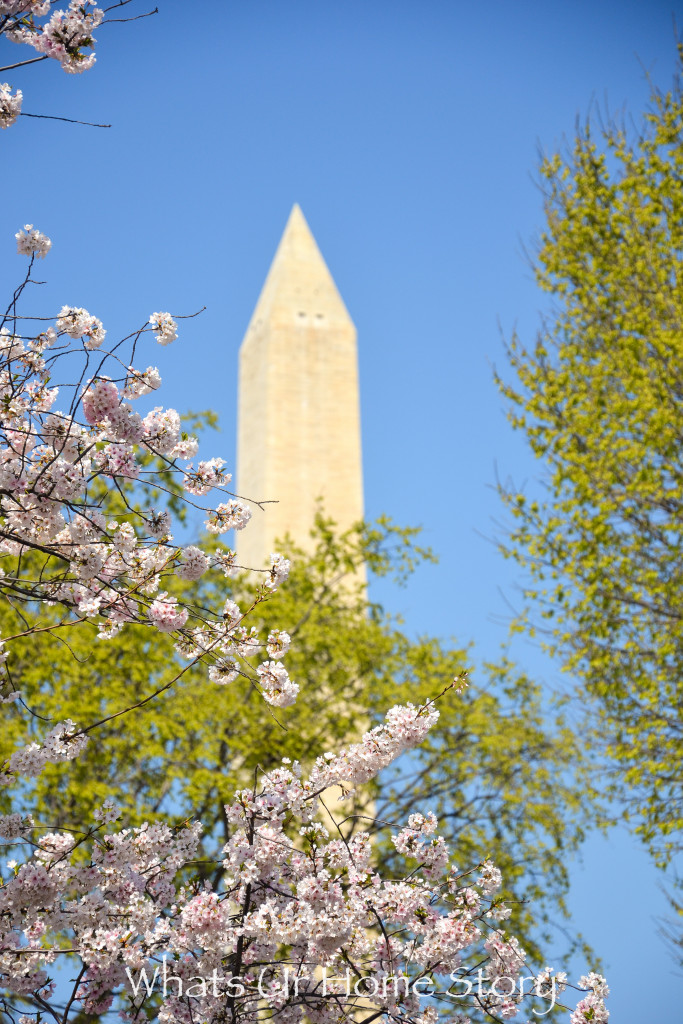 Cherry Blossom Festival 2016