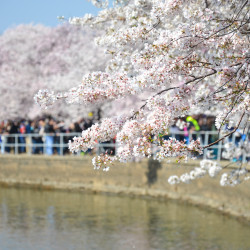 Cherry Blossom Festival