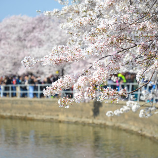 Cherry Blossom Festival