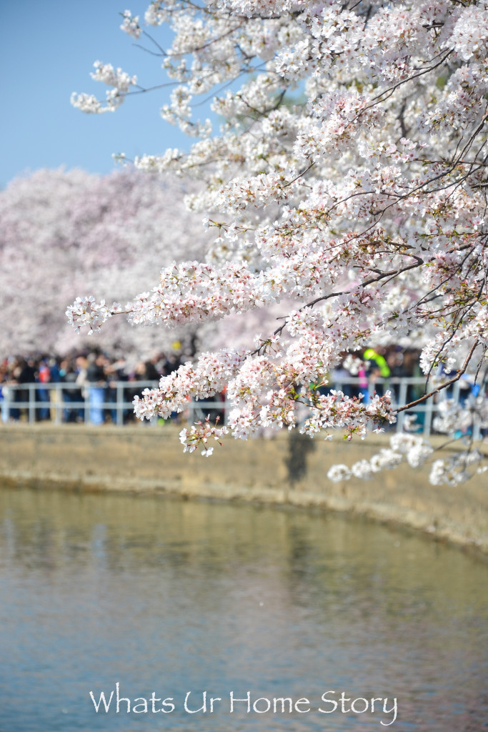 Cherry Blossom Festival 2016