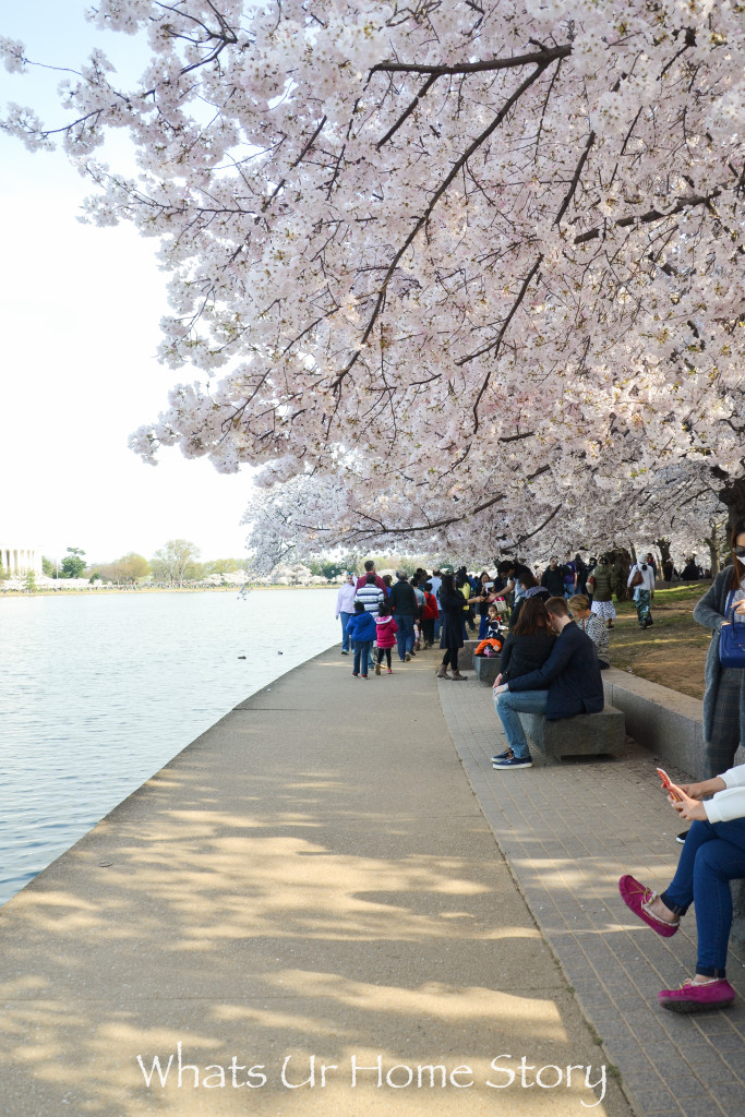 Cherry Blossom Festival 2016