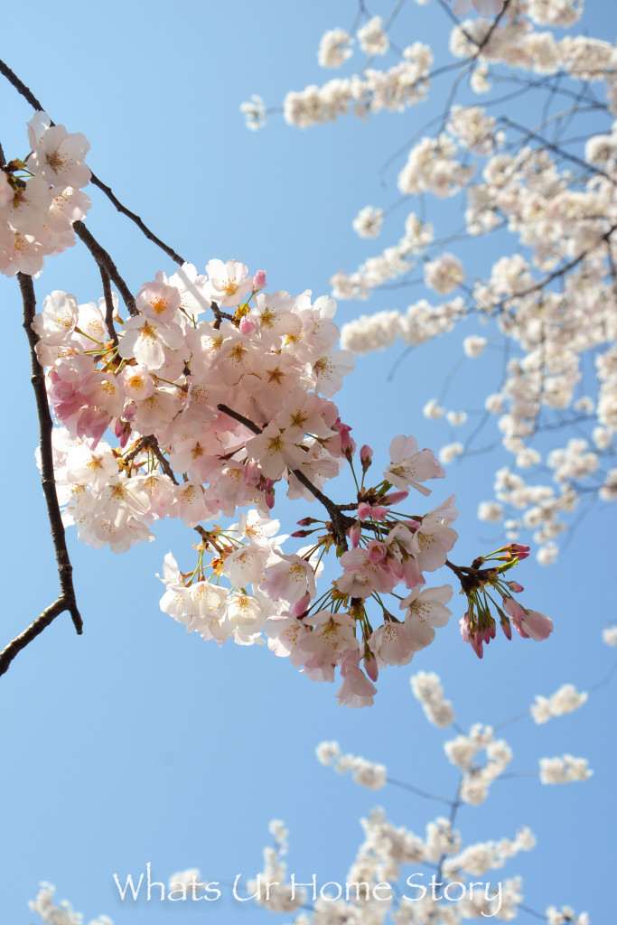 Cherry Blossom Festival 2016