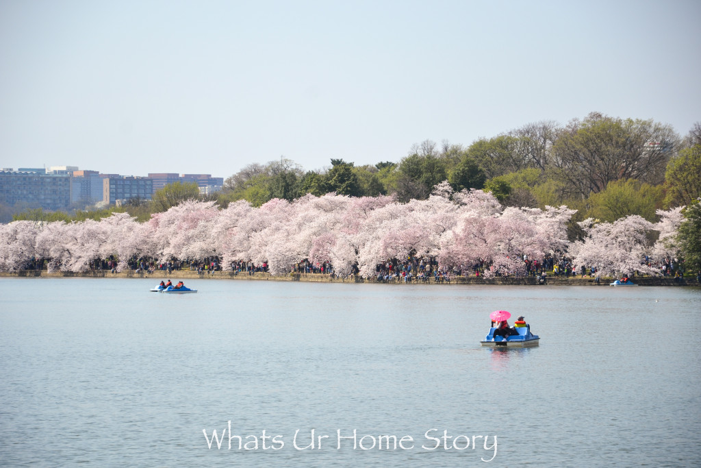 Cherry Blossom Festival 2016