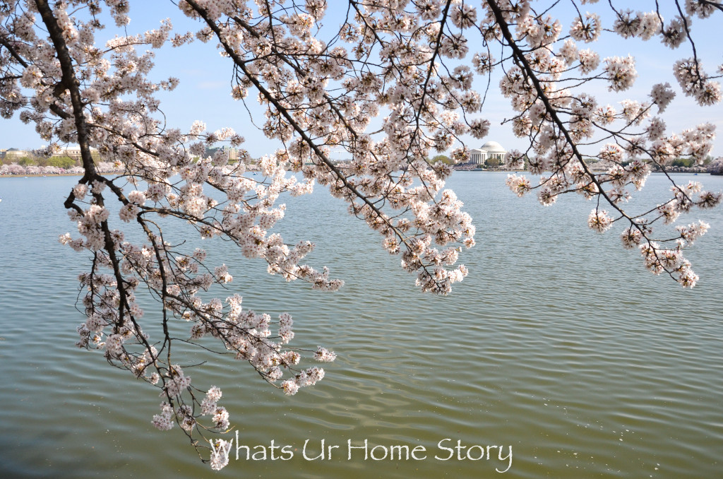 Cherry Blossom Festival 2016