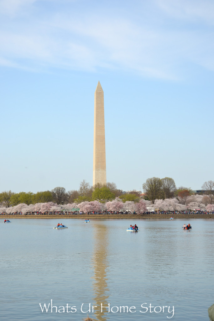 Cherry Blossom Festival 2016