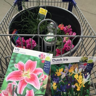 Spring plant shopping at Lowes