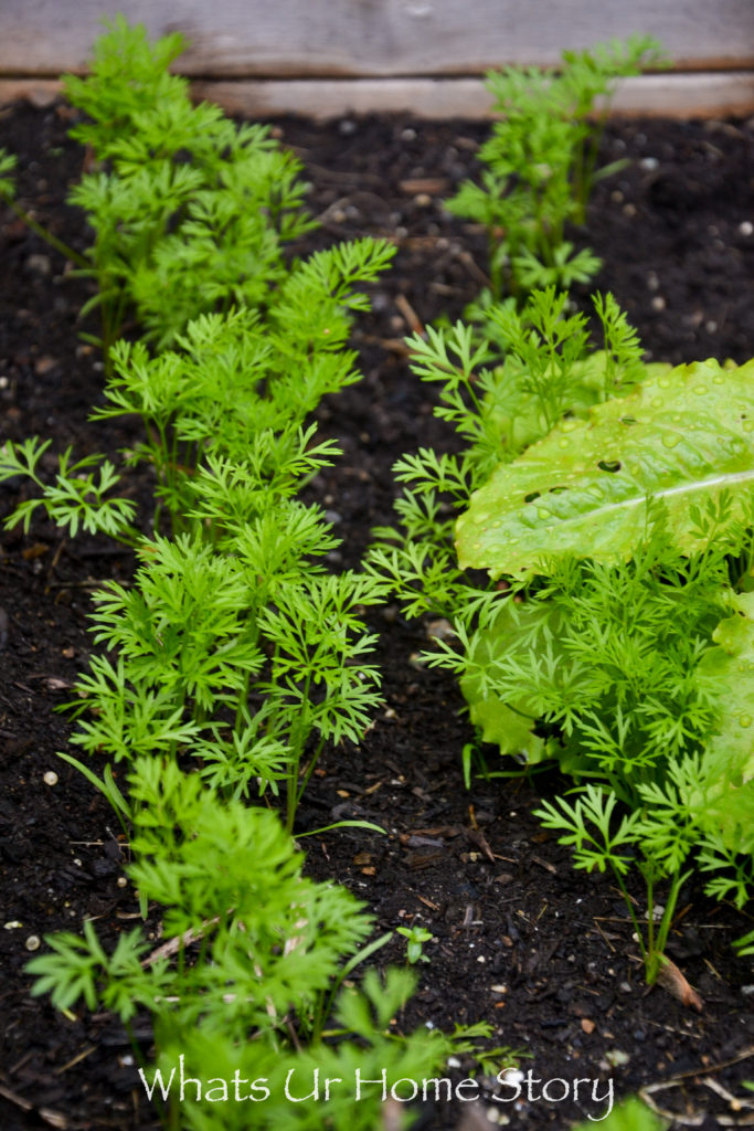 Vegetable Garden Beds Galore