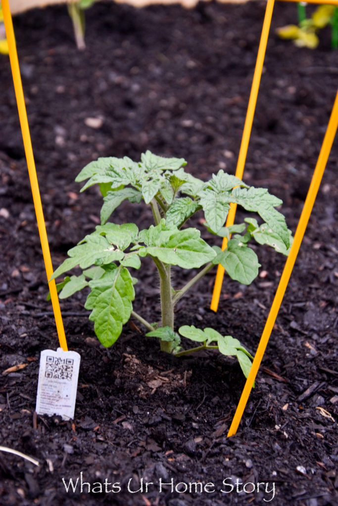 Vegetable Garden Beds Galore