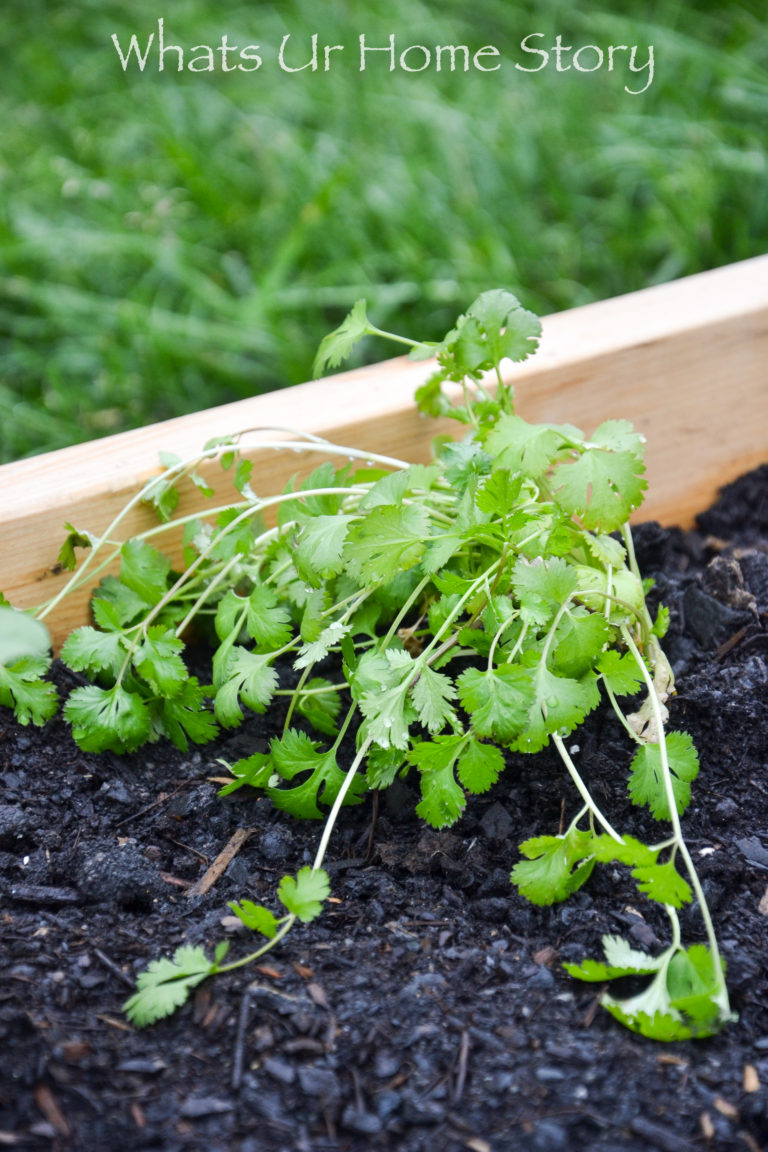 Vegetable Garden Beds Galore | Whats Ur Home Story