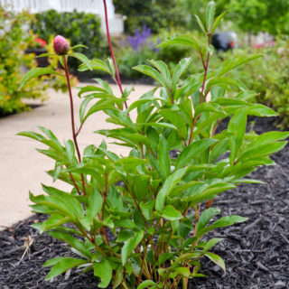 General MacMahon Peony plant