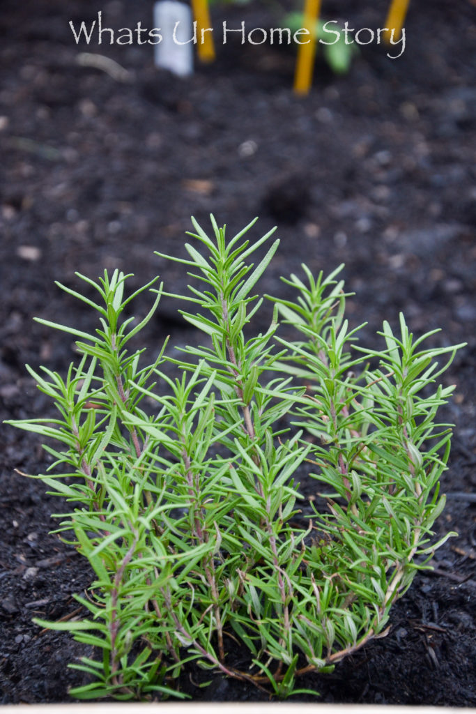 Vegetable Garden Beds Galore