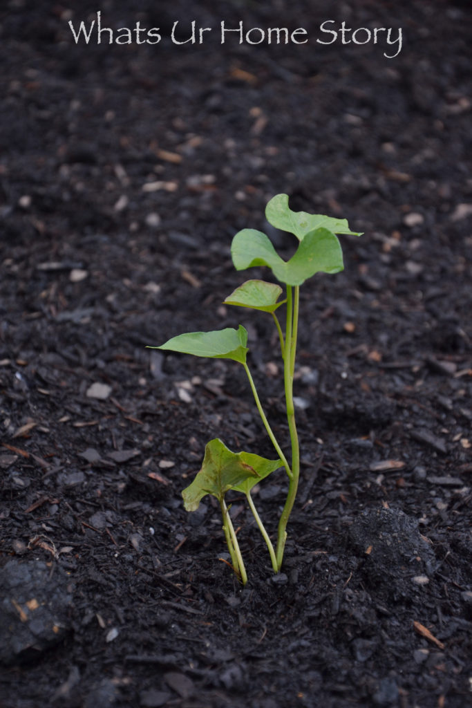 Vegetable Garden Beds Galore