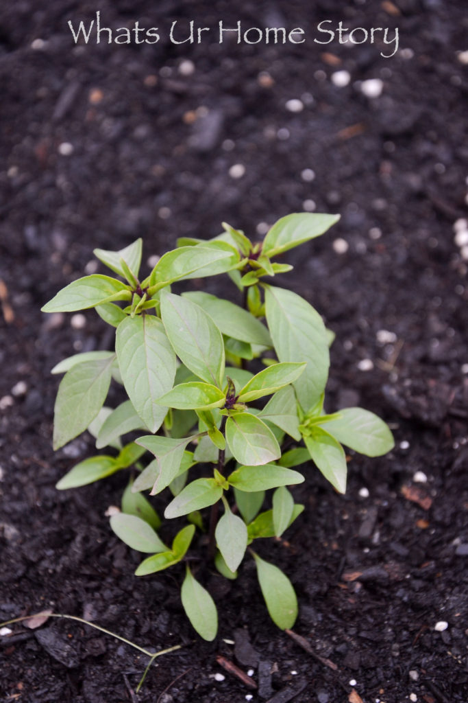 Vegetable Garden Beds Galore