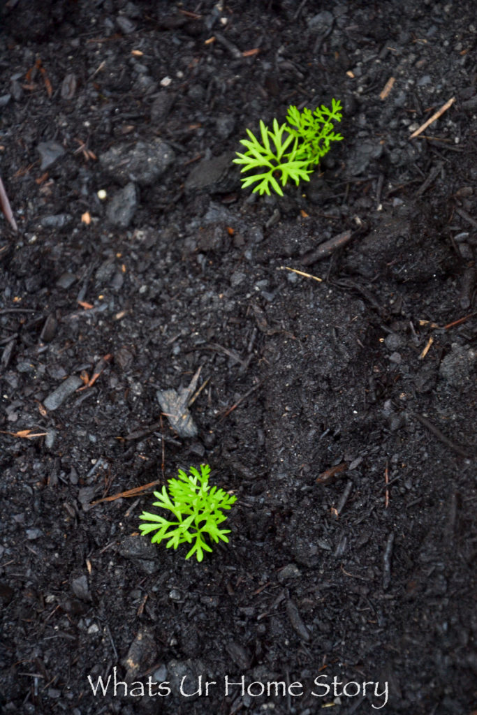 Vegetable Garden Beds Galore