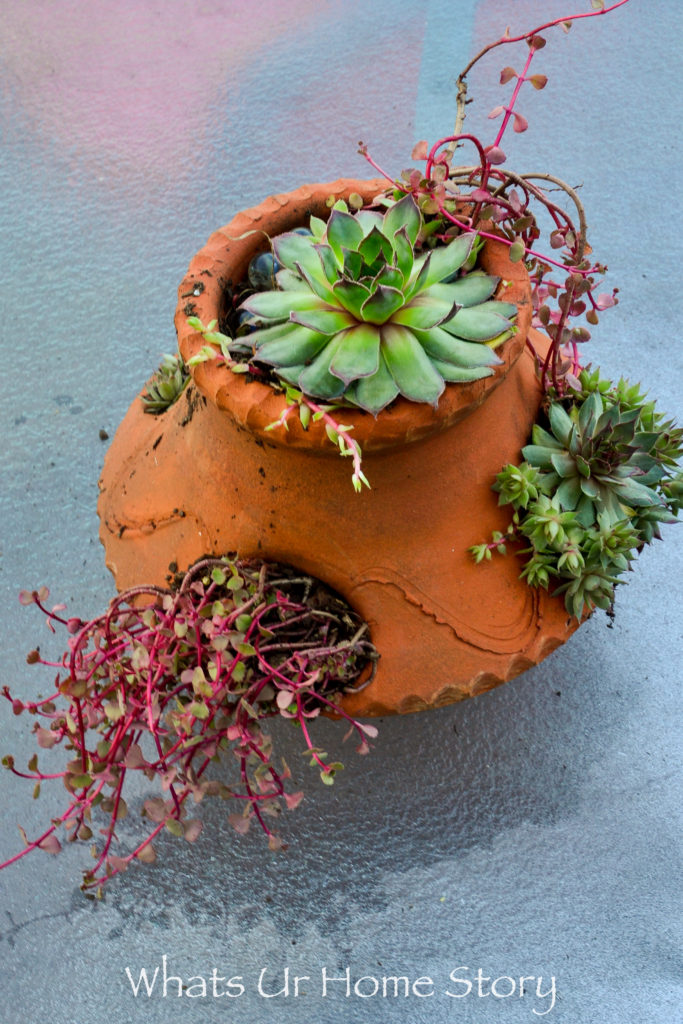 6 Easy Container Garden Ideas for the Lazy Gardener