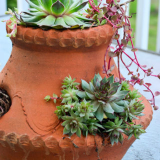 container garden ideas hens and chicks in a strawberry pot