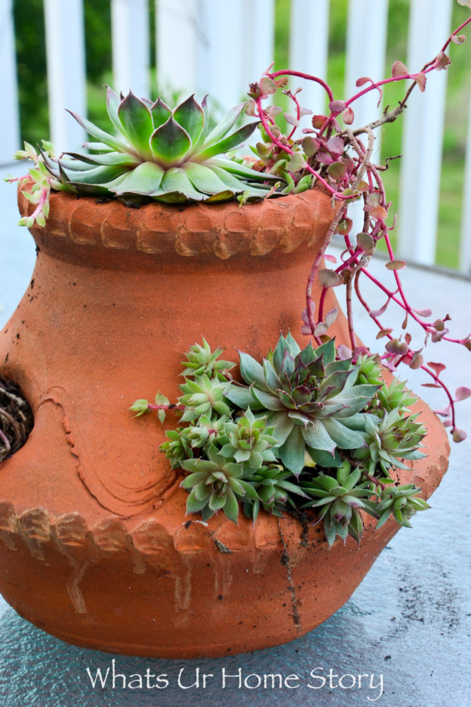 6 Easy Container Garden Ideas for the Lazy Gardener