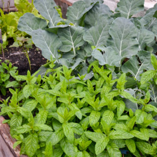 mint and broccoli in a raised vegetable garden bed