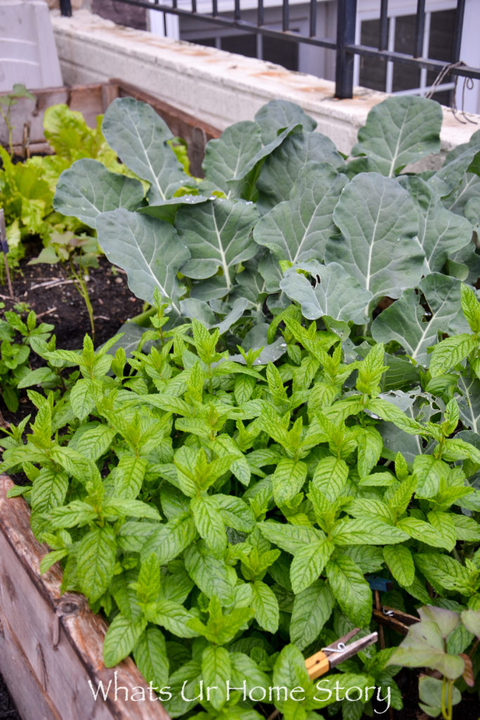 Vegetable Garden Beds Galore