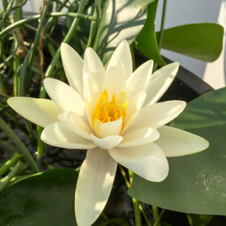 Nymphaea alba water lily or Cream water lily grown in a container water garden