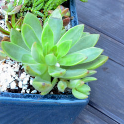Tips on how to get succulents for cheap