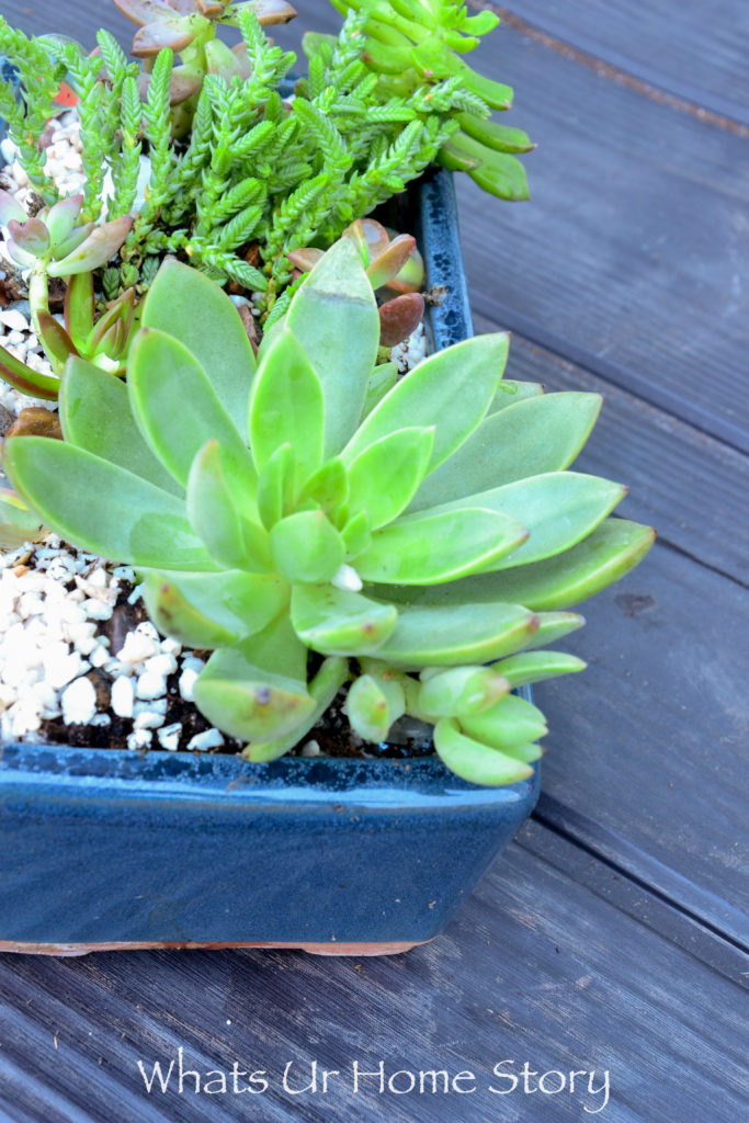 How to Get Succulents for Cheap