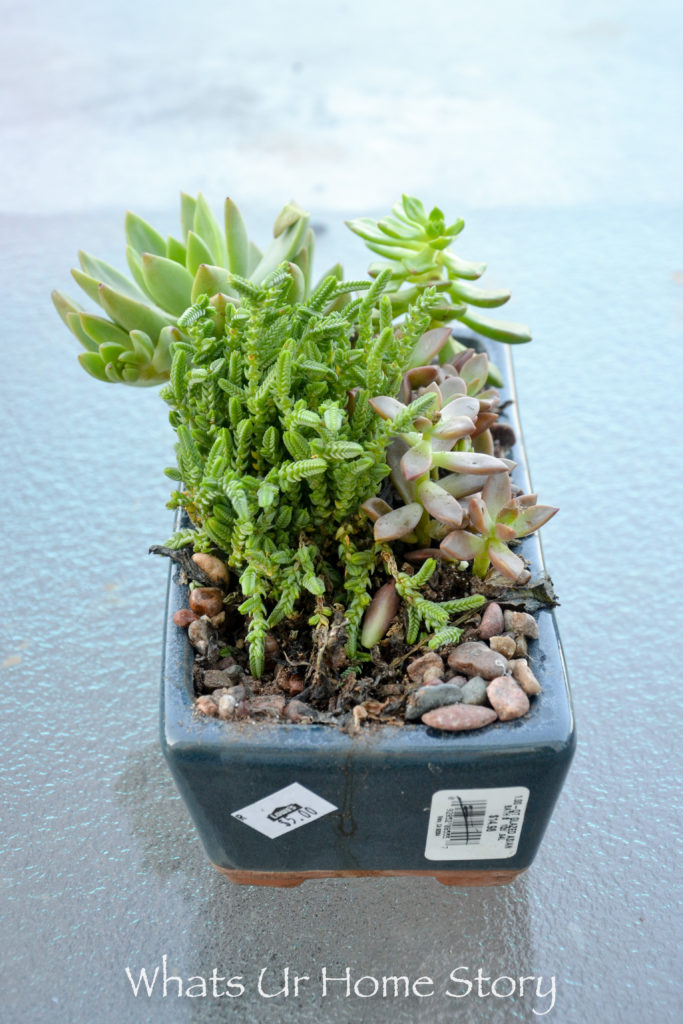 How to Get Succulents for Cheap