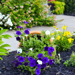 side planter side flwoer pot for the garden with petunias spilling over