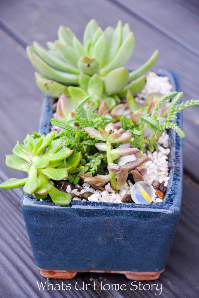 How to Get Succulents for Cheap