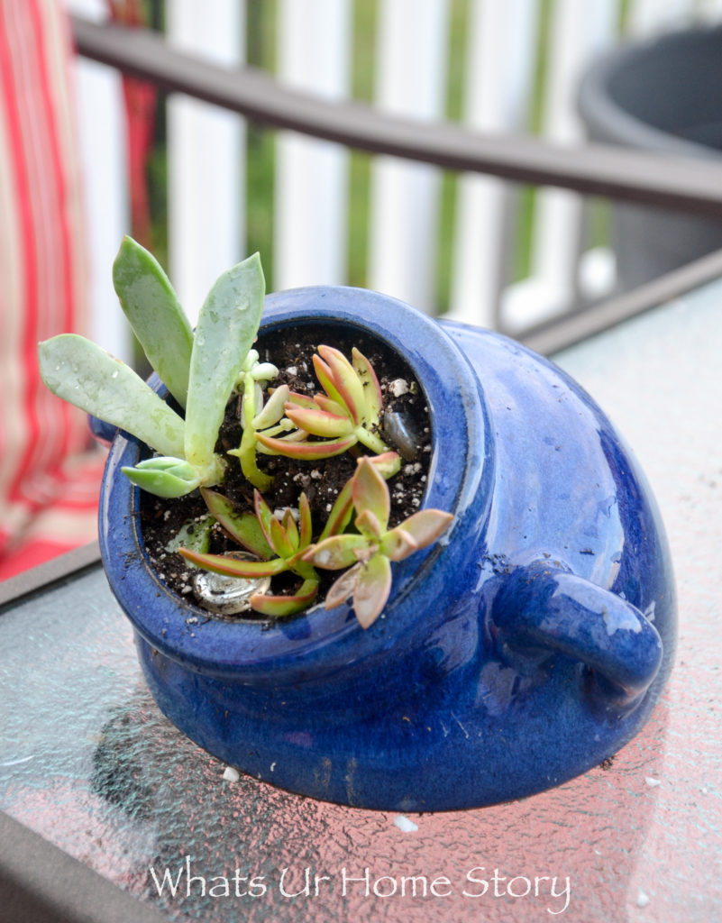 How to Get Succulents for Cheap