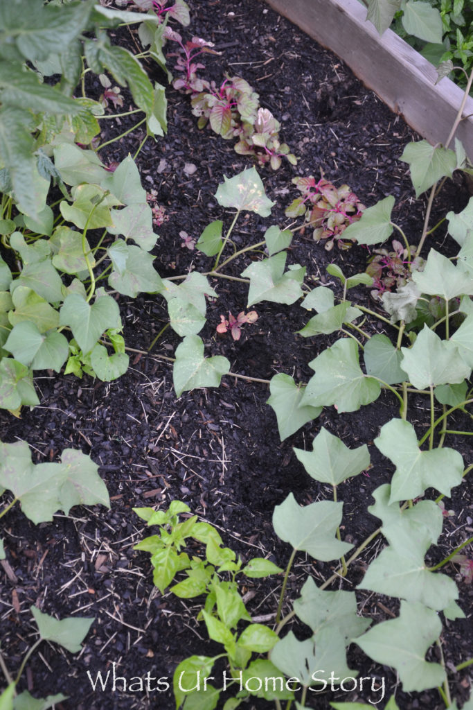 Vegetable Bed Update