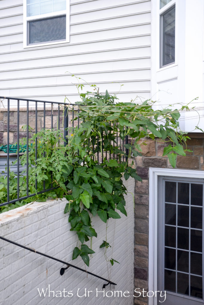 Vegetable Bed Update