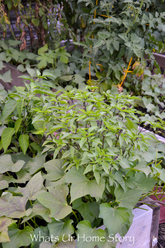 Vegetable Bed Update