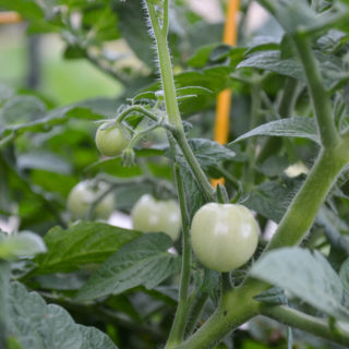 Vegetablegardenbed cherrytomatoes