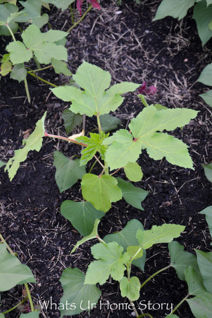 Vegetable Bed Update