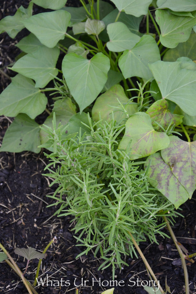 Vegetable Bed Update