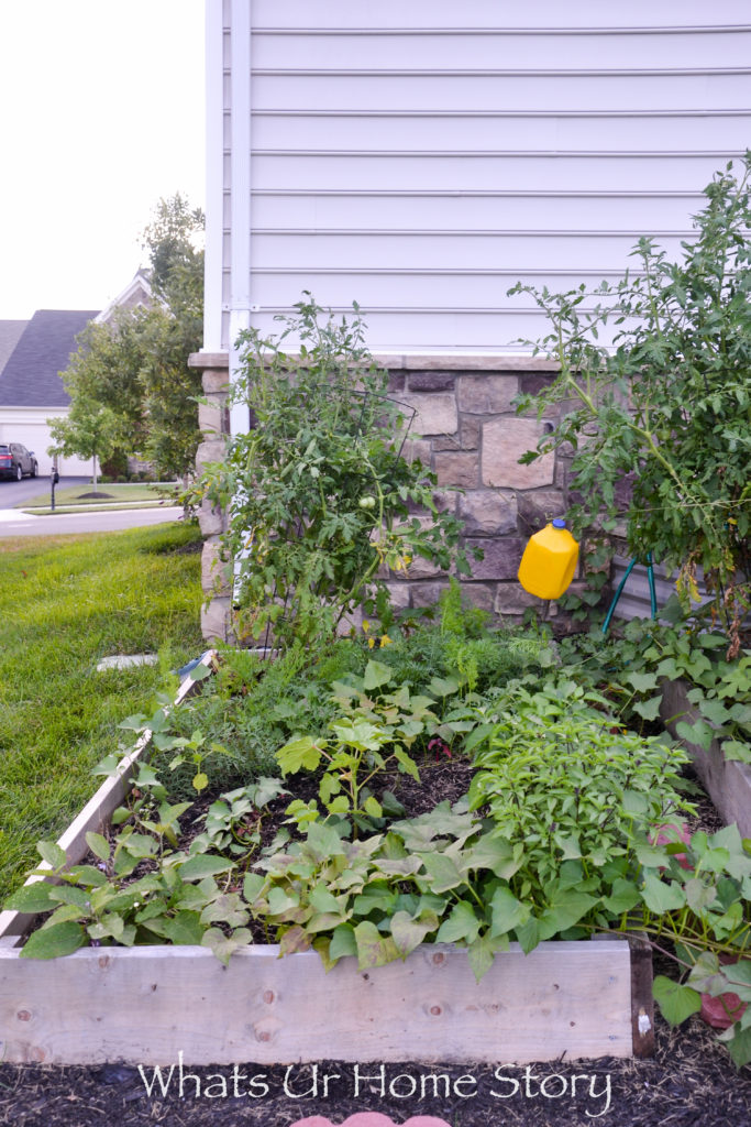 Vegetable Bed Update