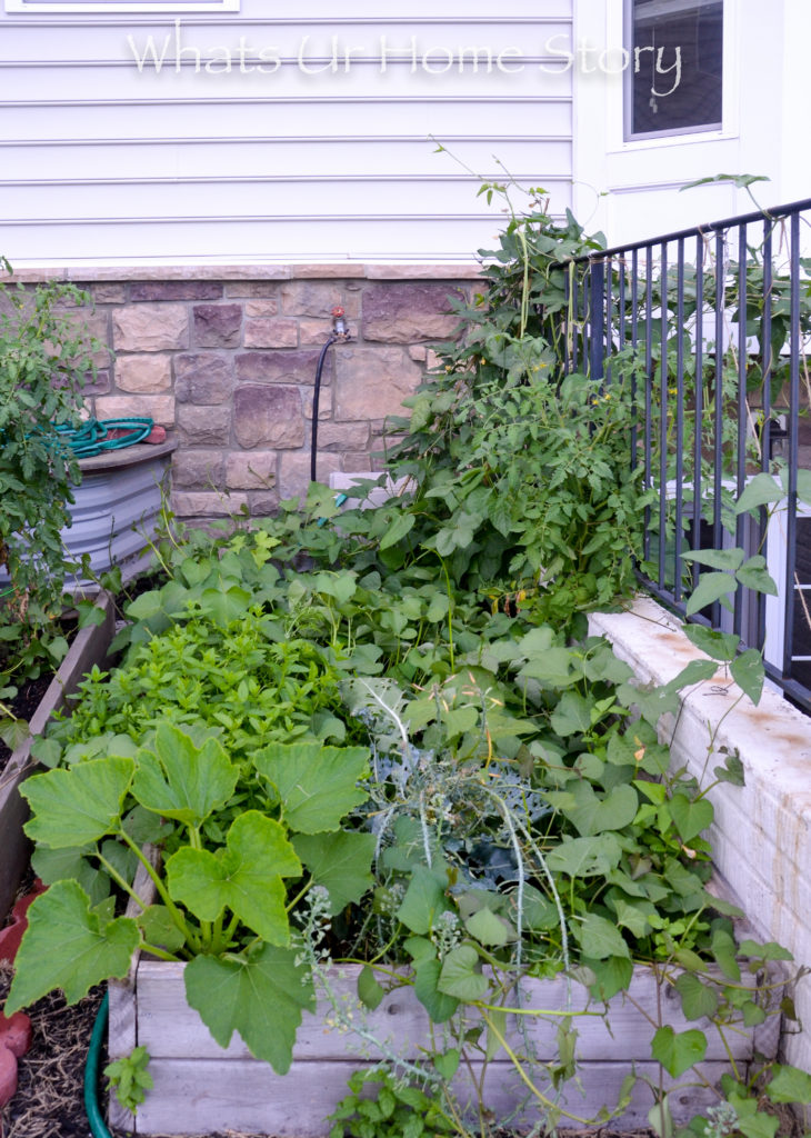 Vegetable Bed Update