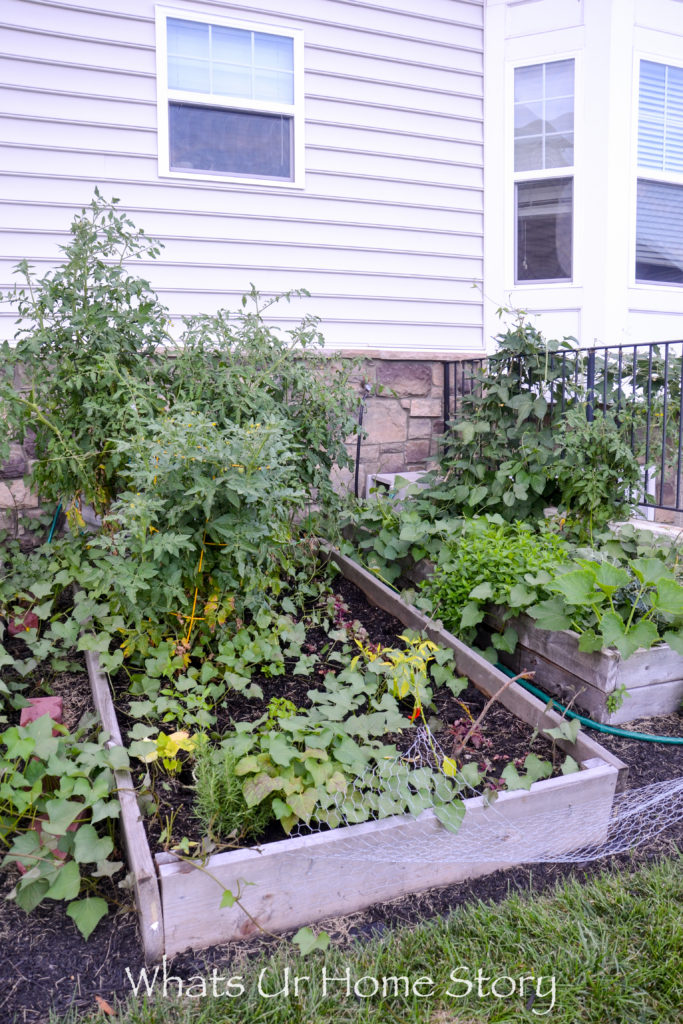 Vegetable Bed Update