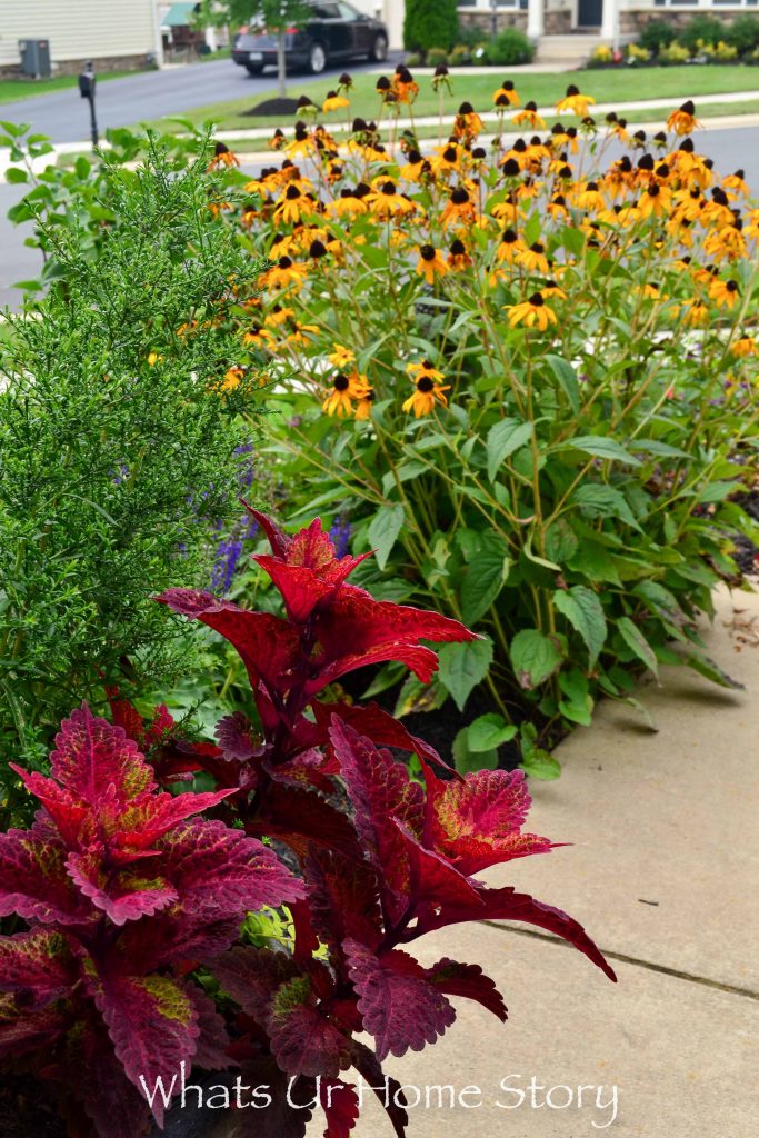 Front Yard Garden   Summer 2017