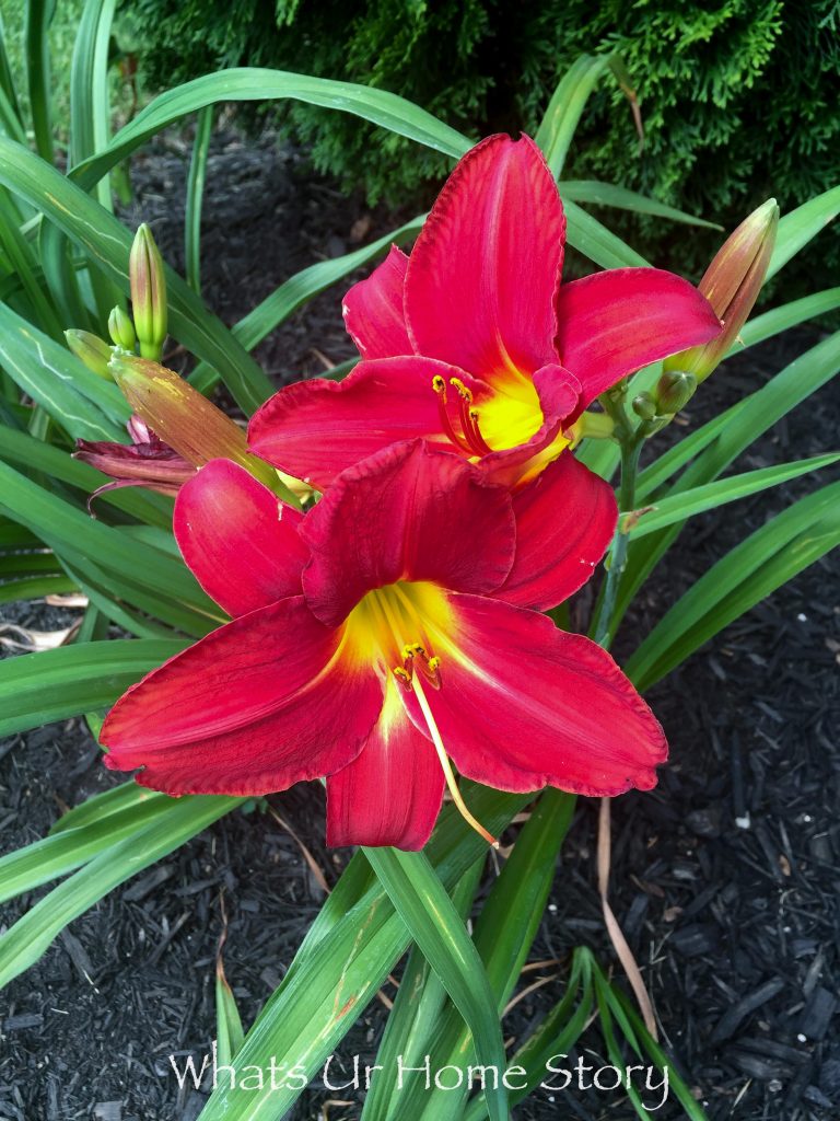 Front Yard Garden   Summer 2017